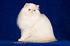 19_sassipurrs gold standard